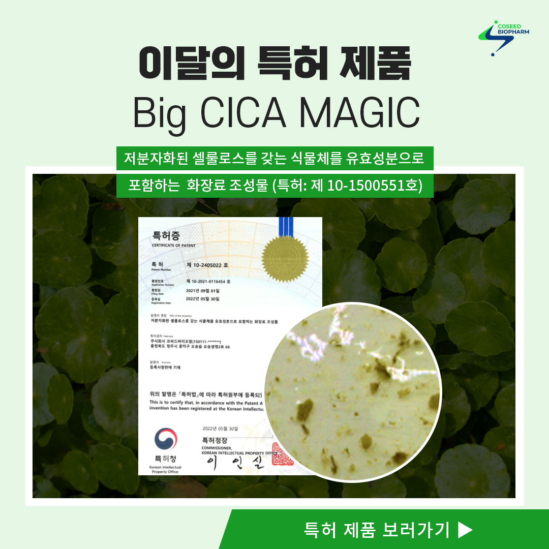 팝업창-Big CICA MAGIC.jpg